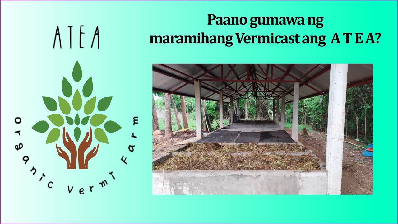 Paano gumawa ng maramihang Vermicast ang ATEA?