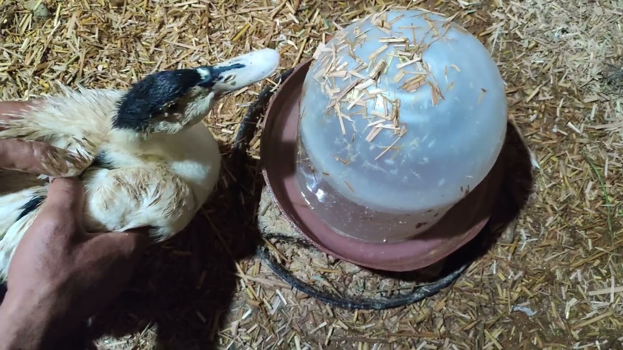 البطه رجليها انكسرت  شوفوا هنتعامل معاها ازاى فى الاكل والشرب والعلاج