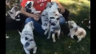 Puppies attacking human - Compilation Video by The Burgs 658 views 7 years ago 3 minutes, 42 seconds