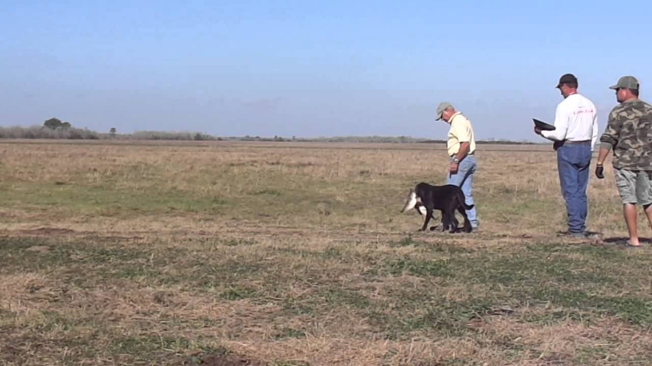 PARC Field Trial Spring 2013 Derby YouTube