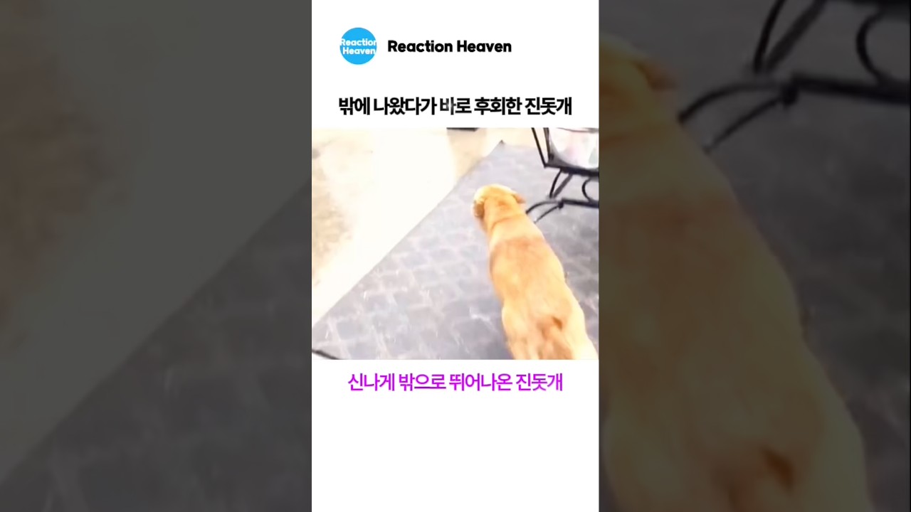 밖에 나왔다가 바로 후회한 진돗개ㅋㅋ