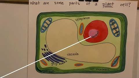 CC Cycle 1 Science Week 4 Plant Cell Parts