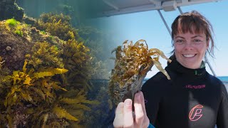 Future proofing ocean kelp forest habitats using 'Green Gravel' technology