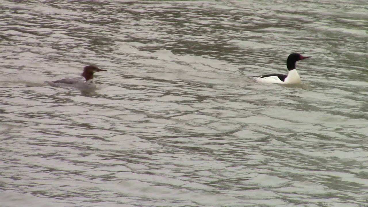 A pair of Common Merganser floating along Bow River in Calgary 