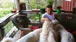 Great Pyrenees Puppy House Training!