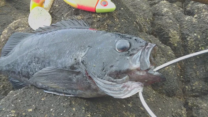 (CATCH CLEAN COOK) - Blue Rockfish (FISH TACOS)