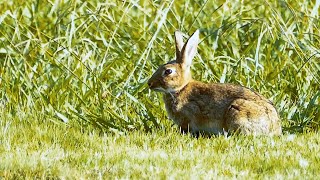Australia's Notorious Pest | The European Rabbit | 77/1993