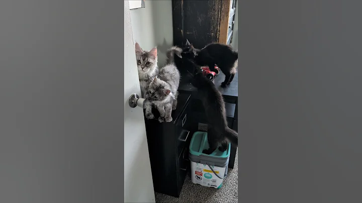 Video 10526021: mainecoons mainecooncat mainecoonkitten, mainecoonkitten kitten mainecooncats, mainecooncat mainecoonkitten cats, curious kitten