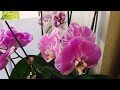 Майское цветение орхидей на северном окне
