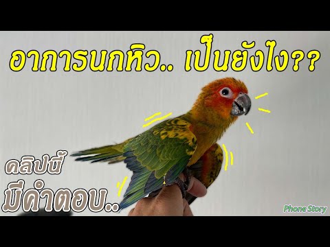 วิธีสังเกตุ อาการ นกหิว (นกแก้วหิว ปีกตก ขนพอง ปีกกระตุก) มือใหม่หัดเลี้ยงนกแก้ว