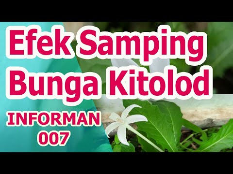Efek Samping Dan Tips Aman Menggunakan Bunga Kitolod Untuk Mata Bunga Katarak Youtube