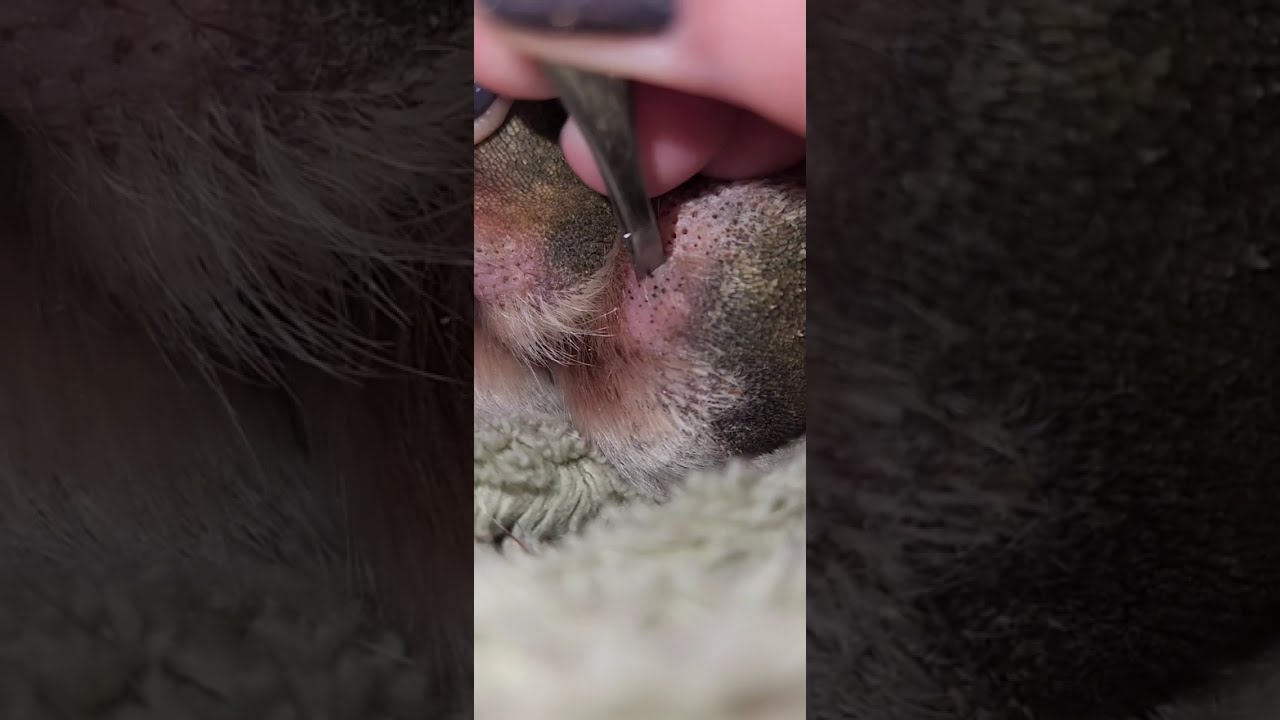 Removing Impacted hairs on a Great Danes paw