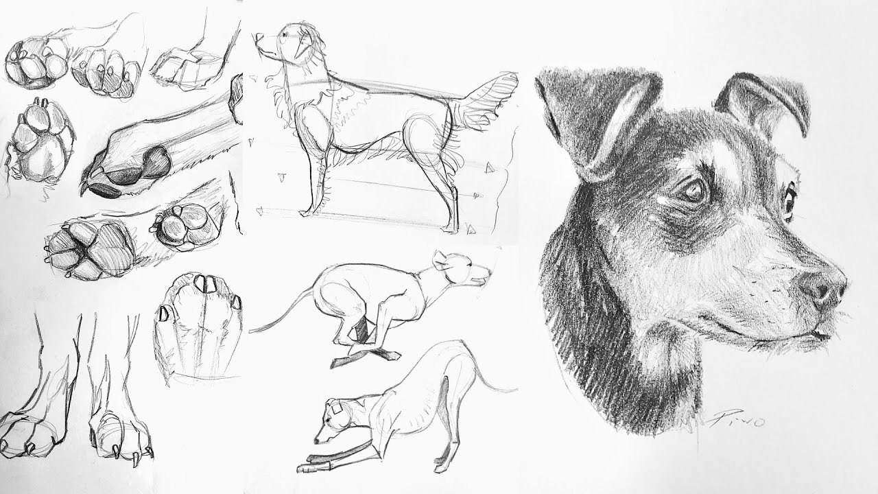 EL PERRO desde PRINCIPIANTES A AVANZADOS - Paso a Paso