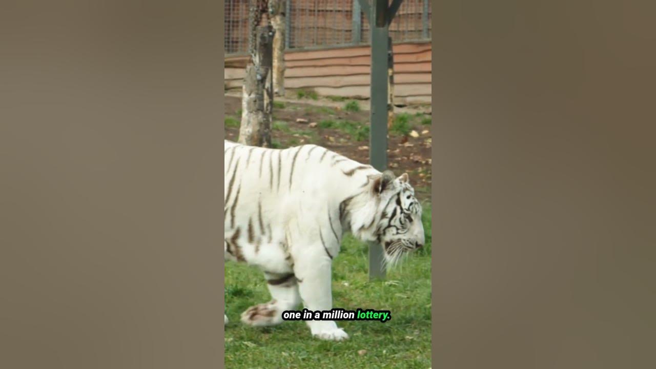 🐅 The Shocking Truth About White Tigers 🤯 YouTube
