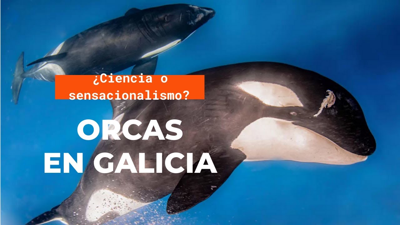 ORCAS EN GALICIA, ¿ATAQUES O INTERACCIONES?