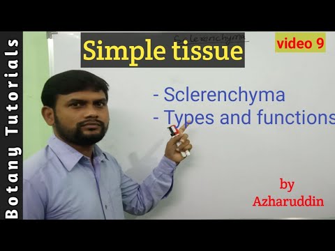 Simple tissue - Sclerenchyma // Types & Functions//