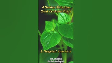 4 Manfaat Sirih Cina Bagi Kesehatan Tubuh Salah Satunya Untuk Asam Urat