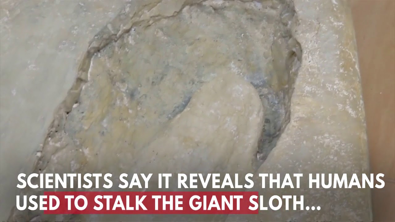 Cool video! When humans stalked a giant sloth