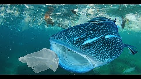 Ô NHIỄM MÔI TRƯỜNG: LỜI CẦU CỨU TỪ ĐẠI DƯƠNG