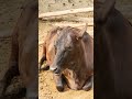 Buffalo farming, Buffalo talaab, Buffalo cartoon, bhains wala cartoon, #animals #buffalo #cows