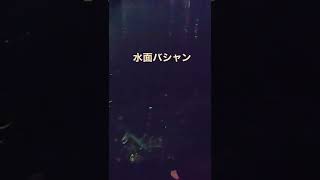 船橋　シーバス　エバーグリーン　ジャスティーン　ドッグウォーク　のらないけど楽しいね