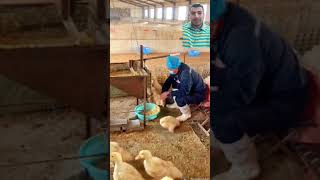 طريقة جديدة لتسمين البط أو تسمين كبد البط🐥🐥🦆🦆🦆