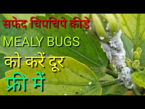 सफेद चिपचिपे कीड़े (mealybugs) को करें फ्री में 2 मिनट में दूर