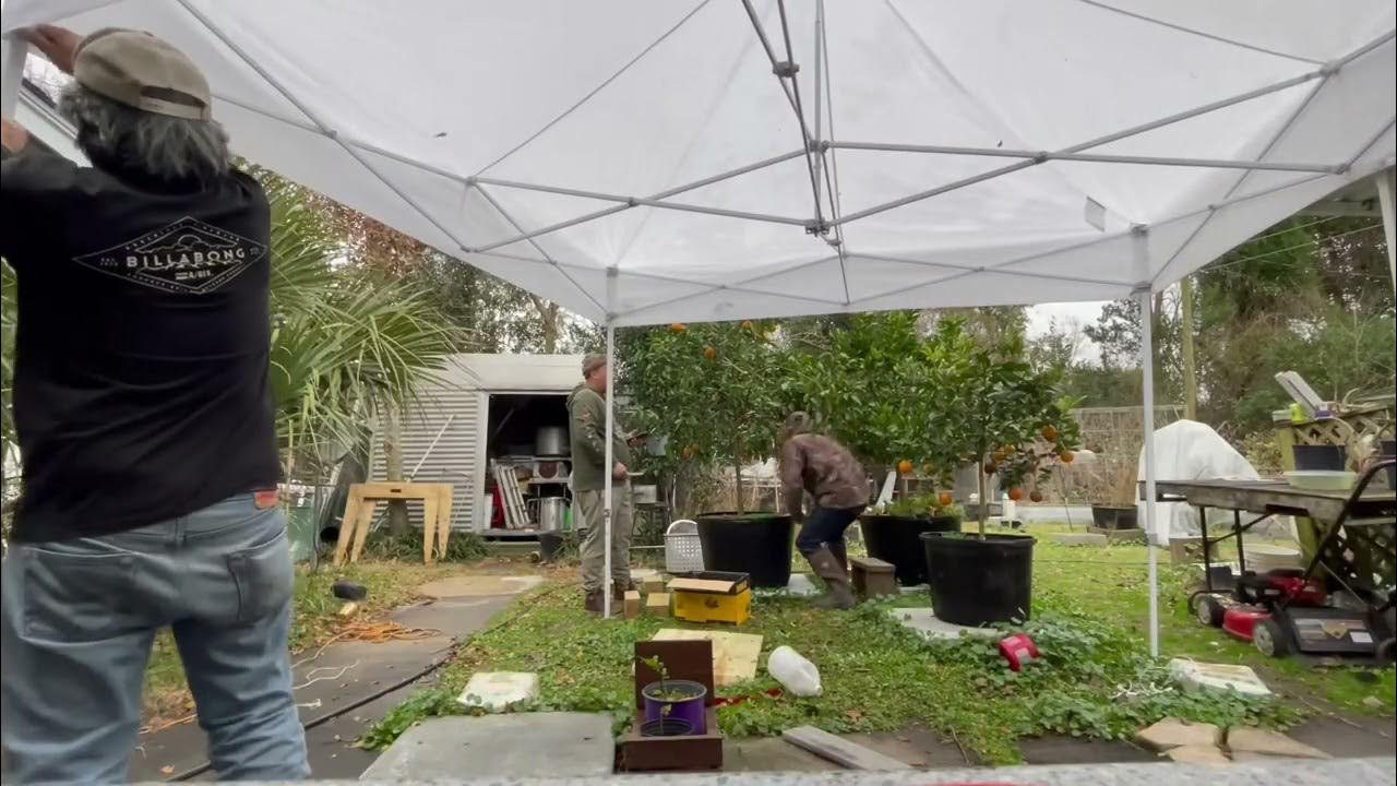 2024-hamlin-orange-and-cara-cara-harvest-for-winter-storm-finn-youtube