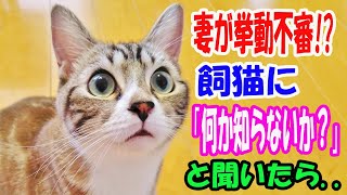 妻が挙動不審!?「何か知らないか」と猫に聞いたら、猫が咥えてきたものに仰天【猫の不思議な話】【総集編】