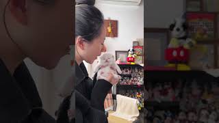 plz Subscribe ❤😻🐾Cute kitten #cat #lovecats #cats #catvideos #kittens #catlover #princesscat #kitten