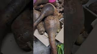 available Vegetables  