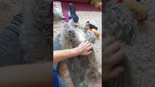 Bernies favourite position having hairbrush belly rubs🐶❤️🤭