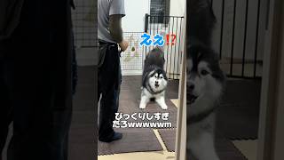 【お喋り】お散歩交渉 #シベリアンハスキー #お喋りハスキー #善スタショート