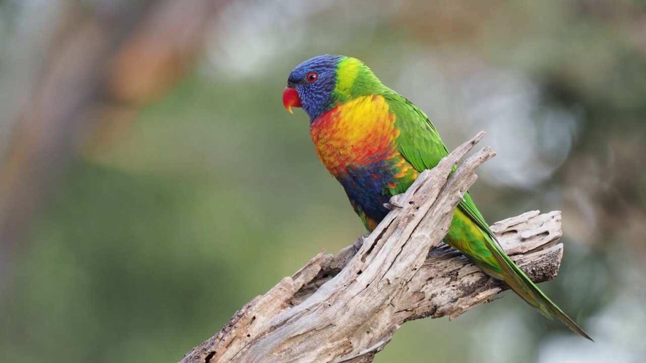 Rainbow Lorikeets at the Ocean Grove Nature Reserve