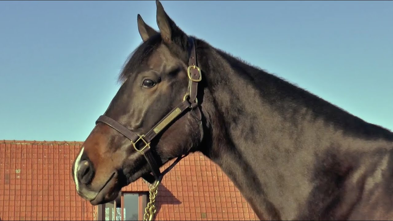 Ecurie des Monceaux at Arqana December