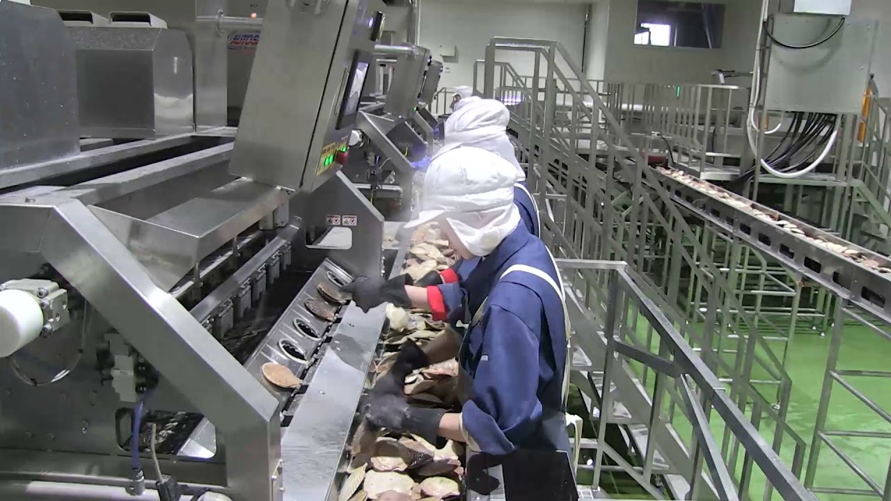 ホタテ自動生むき機「 オートシェラーNHS-5000」増設 - YouTube