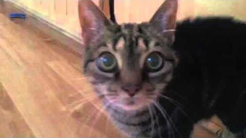 My cat has dementia.