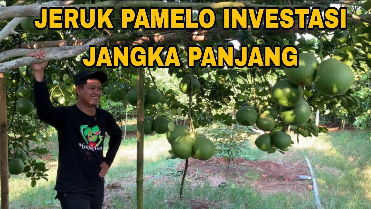 PETIK JERUK PAMELO DI KEBUN