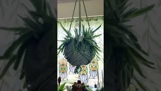 Dogtail cactus 🐕🌵💚