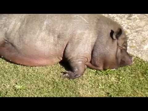 La nanna di Porco Grigio/ Big Grey Pig sleeping