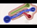 Liver  1 portal venous anatomy