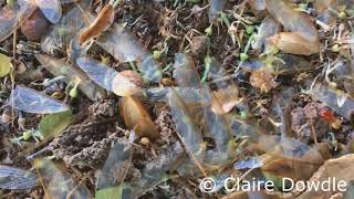 macrotermes