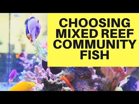 วีดีโอ: วิธีการเลือกปลาที่เข้ากันได้สำหรับพิพิธภัณฑ์สัตว์น้ำชุมชนของคุณ