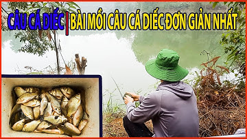 Câu Cá Diếc Tự Nhiên Giật Liên Tục | Bài Mồi Câu Cá Diếc Đơn Giản Nhất | Câu Cá Giải Trí Và Ẩm Thực