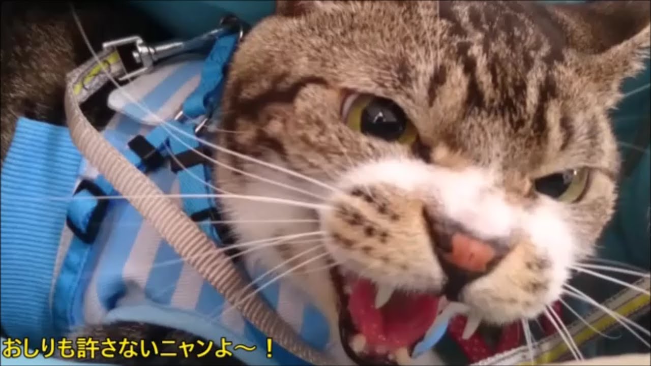 シン ゴジラ降臨 激おこの猫 うなる シャー言う 怒った顔もかわいい 動物病院で怒り心頭のキジトラ猫リキちゃん リキちゃんねる 猫動画 キジトラ猫 Godzilla Angry Cat Youtube