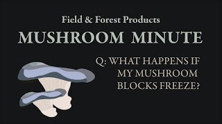 Mushroom Minute: What Happens if my Mushroom Blocks Freeze?