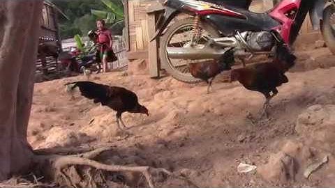 ntsuag lau qaib qus pom 1 thiab pom 2 zoo nraug kawg li 2020