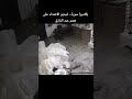 كاميرا سرية تسجل فيديو الاعتداء على هدير عبد الرازق والنيابة تحقق كاميرا سرية تسجل فيديو الاعتداء على هدير عبد الرازق والنيابة تحقق