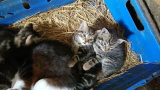 Three One month old Kittens purring in a basket by Cats on the Farm 272 views 1 year ago 1 minute, 3 seconds