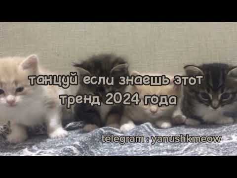 🐱💓 Танцуй если знаешь этот тренд 2024 года 🐱💓 Лучшее тренды Тик Ток 2024 🐱💓